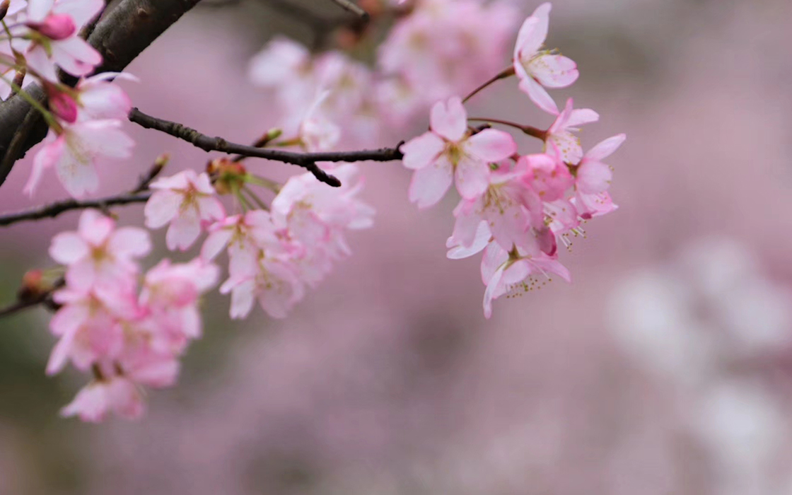 ��ʱK66��(�й�)���Źٷ���վ