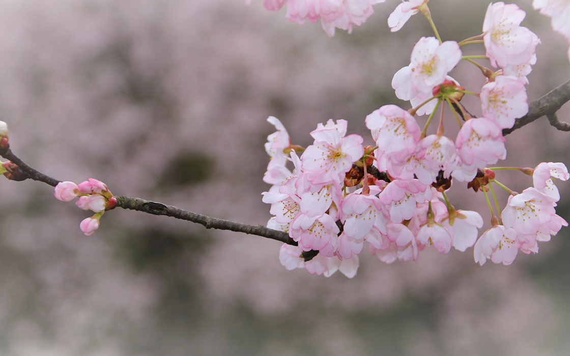 ��ʱK66��(�й�)���Źٷ���վ