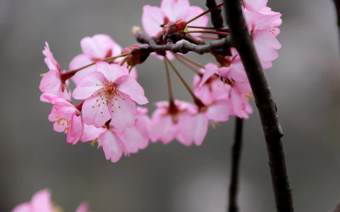 ��ʱK66��(�й�)���Źٷ���վ