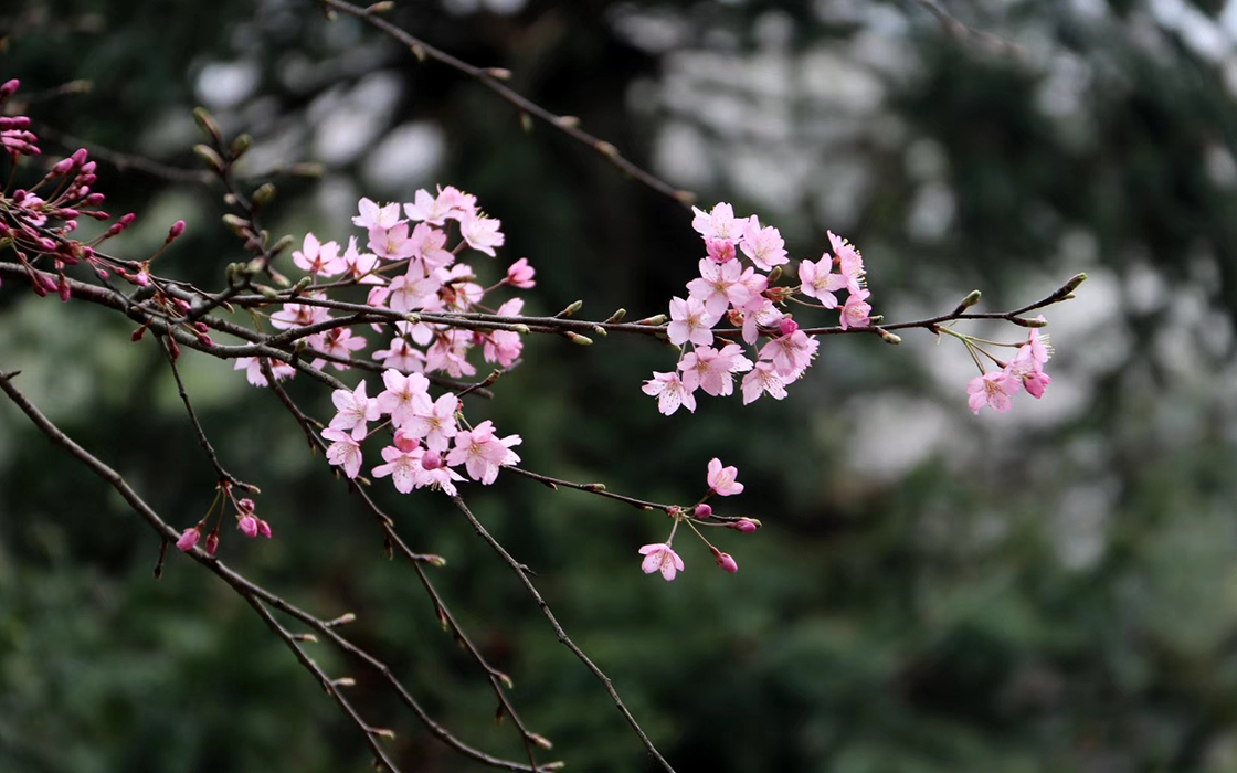 ��ʱK66��(�й�)���Źٷ���վ