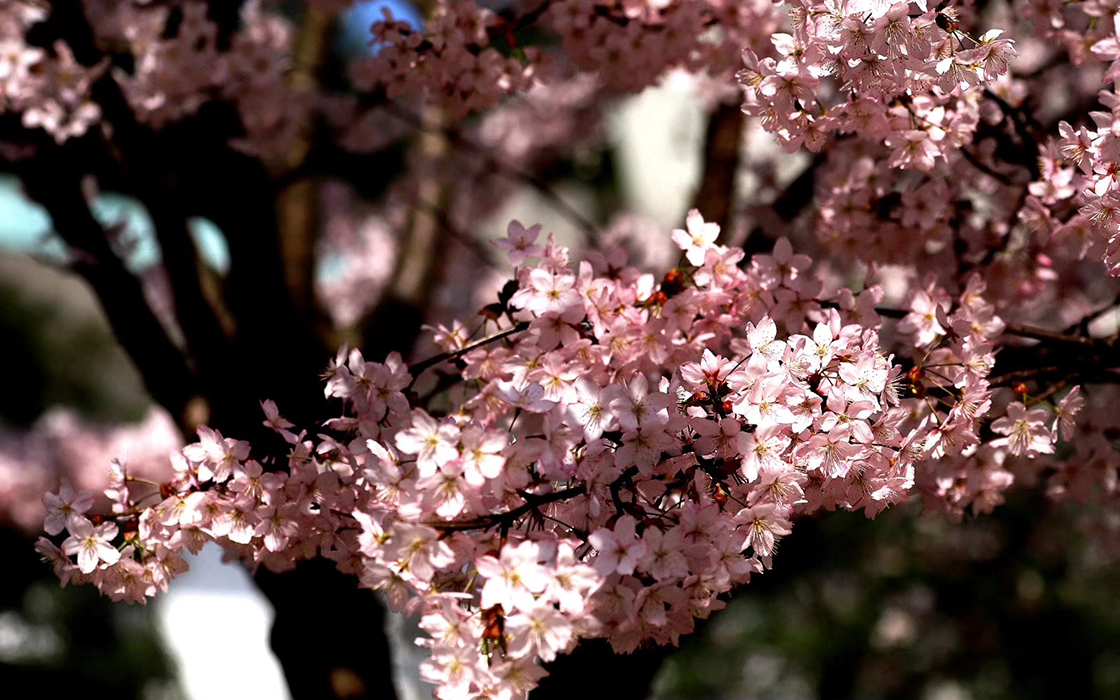 ��ʱK66��(�й�)���Źٷ���վ