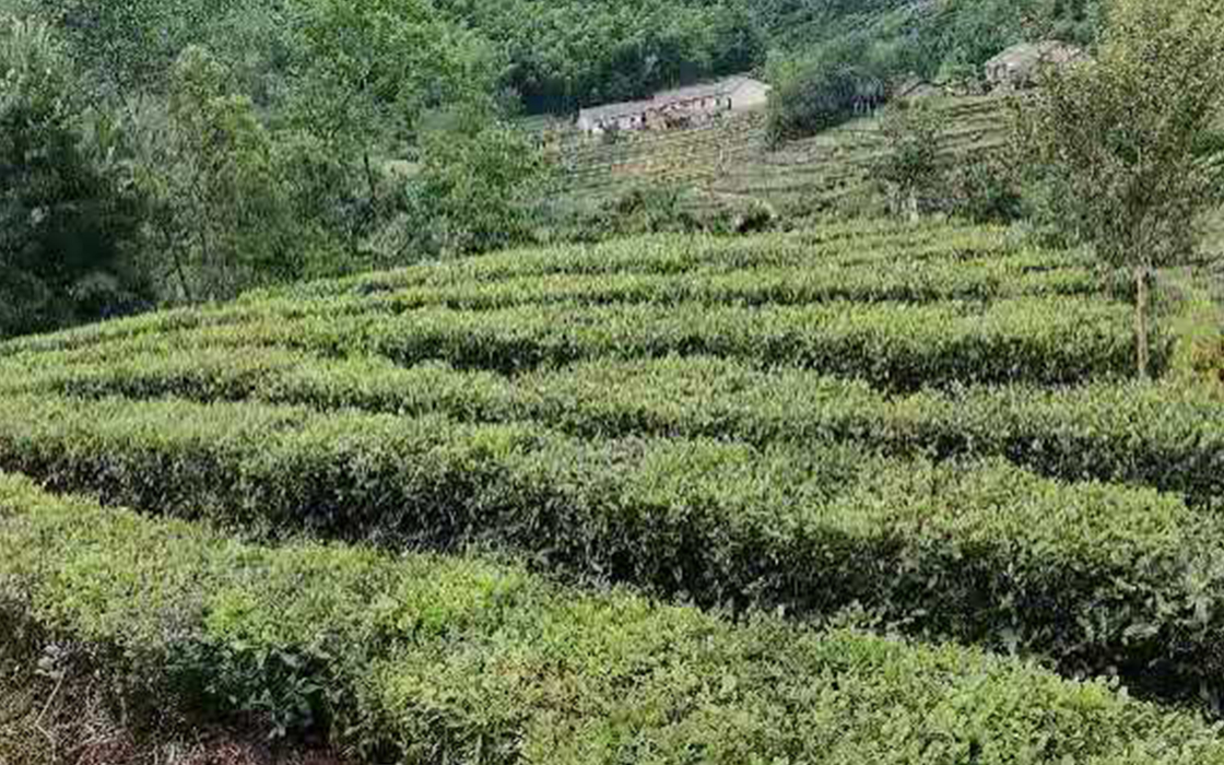 ��ʱK66��(�й�)���Źٷ���վ