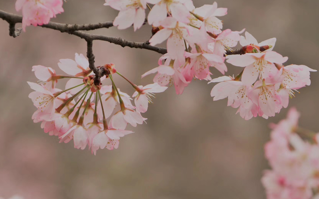 ��ʱK66��(�й�)���Źٷ���վ