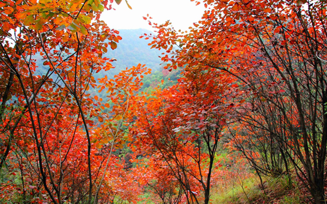 ��ʱK66��(�й�)���Źٷ���վ